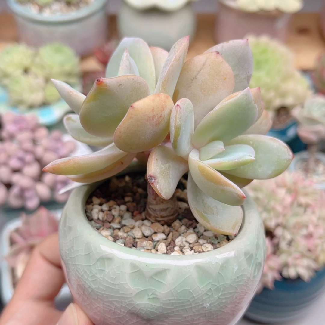 644 奶茶老桩 带陶瓷盆发货 满28包邮