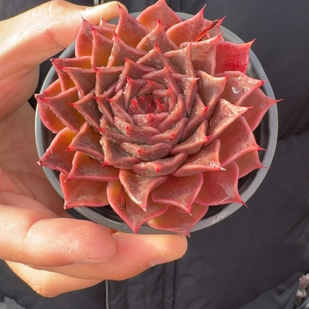 从前慢花园多肉编号0101-皮皮虾