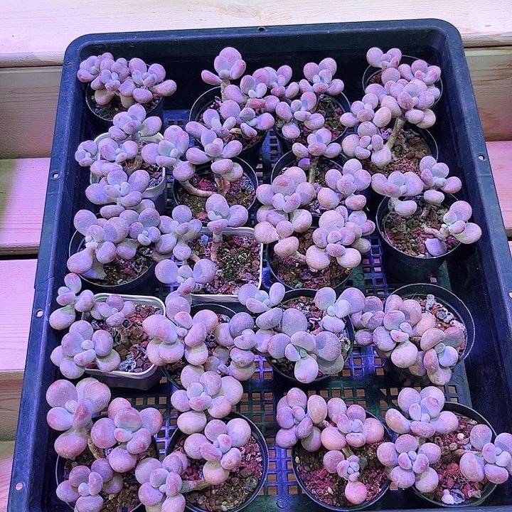 迷你小桃蛋三头起发