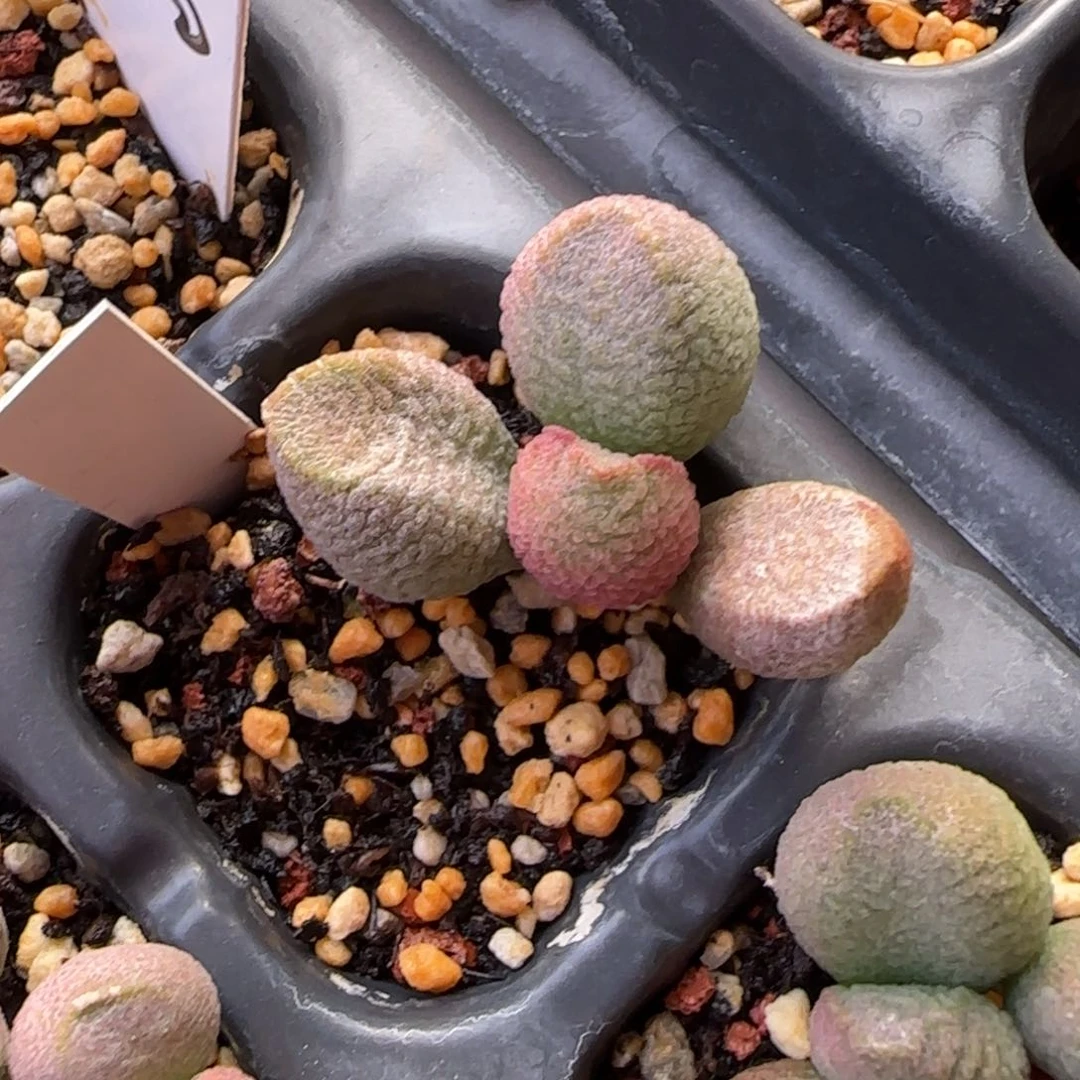 光**离月熙水泡多肉植物