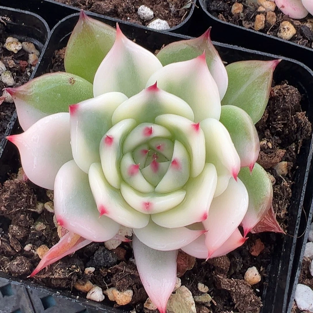 吉娃娃锦，覆轮锦