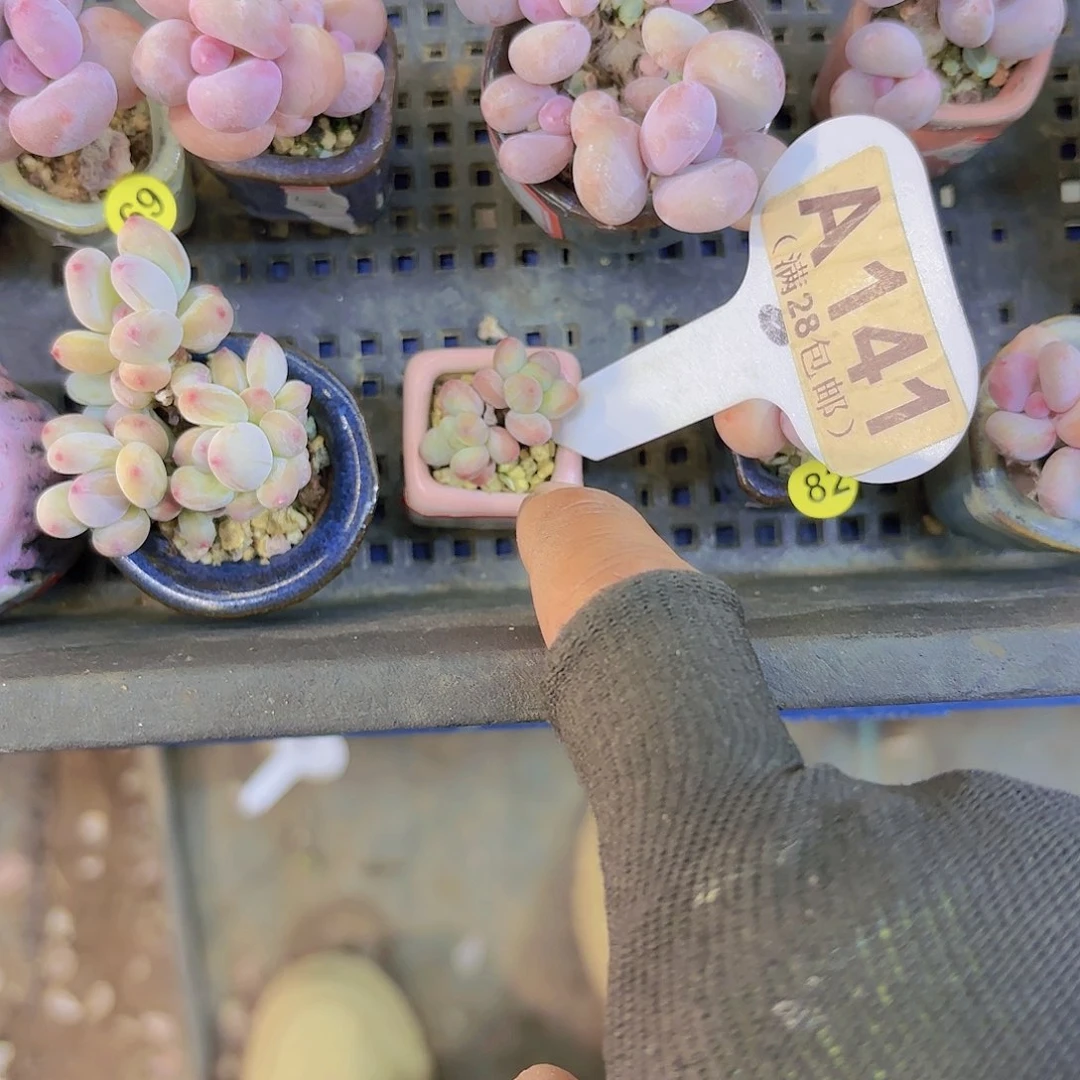 哎**?A141苹果奶一物一拍