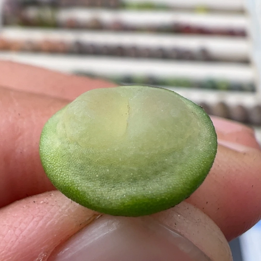 1.4好看的多肉脱土发货302