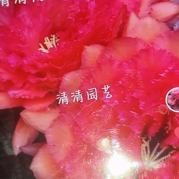 清清桃玥根瑕疵有黑点