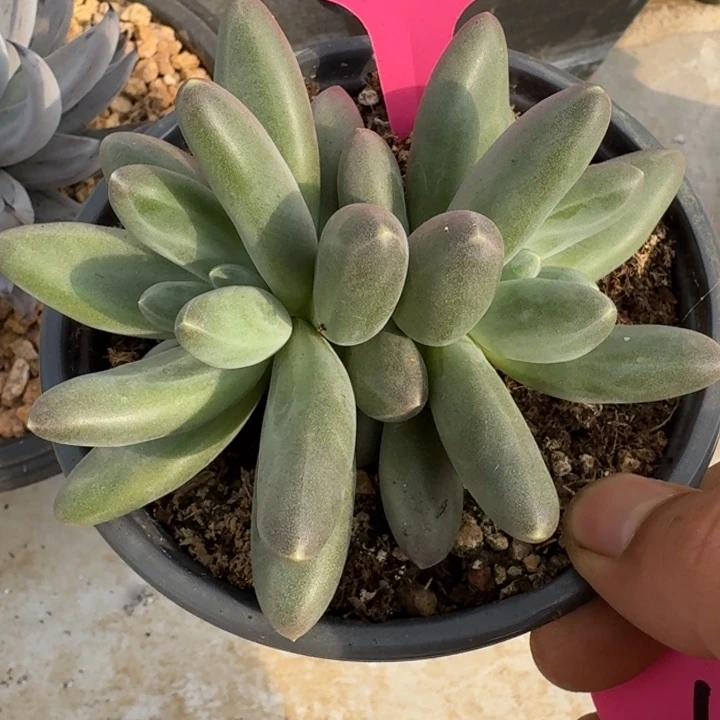 045新品新号福利价