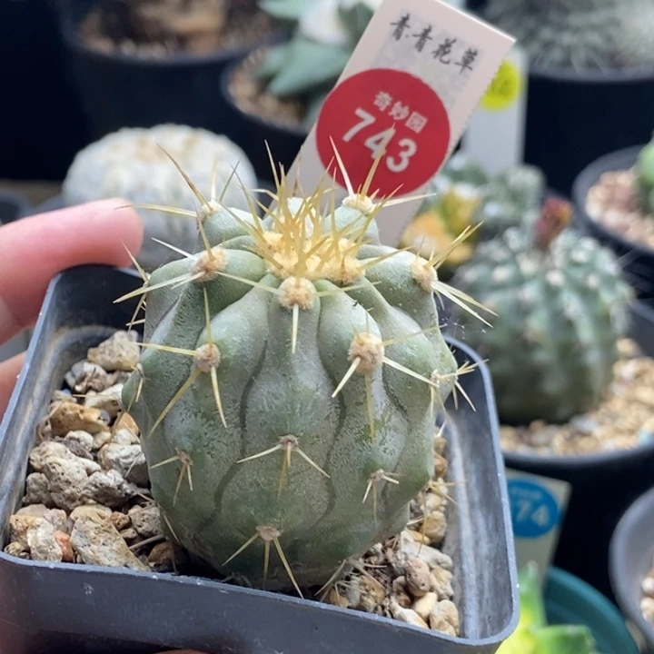 实生上腊龙爪球金刺鬼神针4.2cm