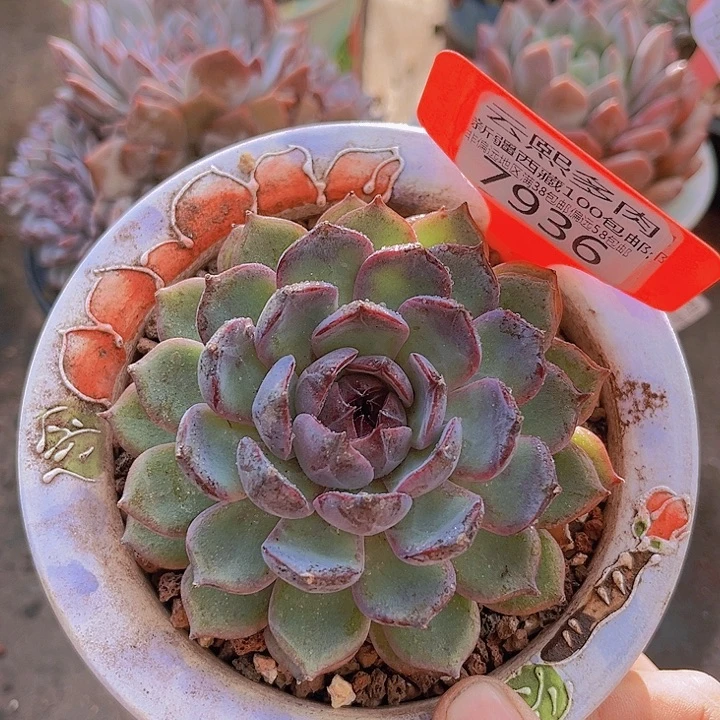 7936蓝莓。