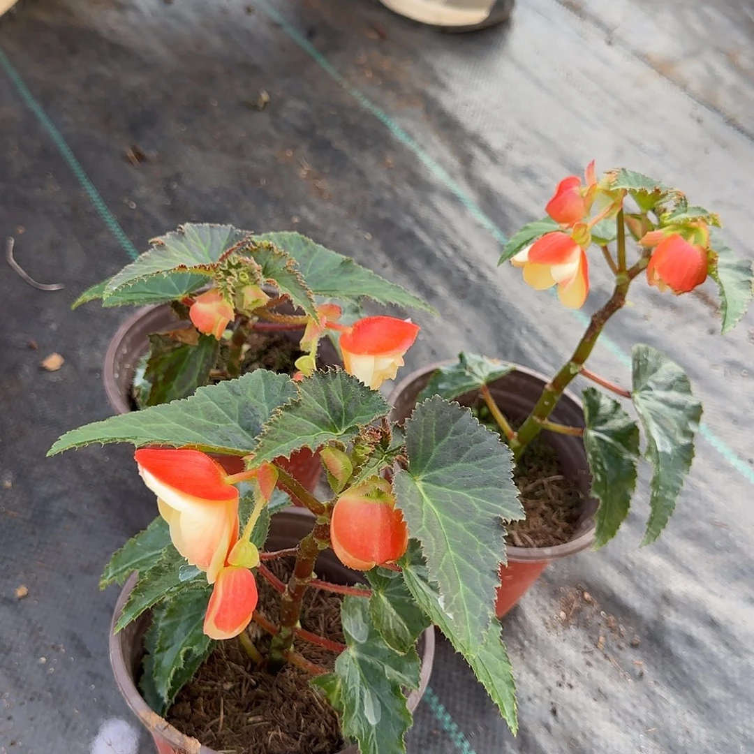 福利白送白桃，只包开箱，不管养护