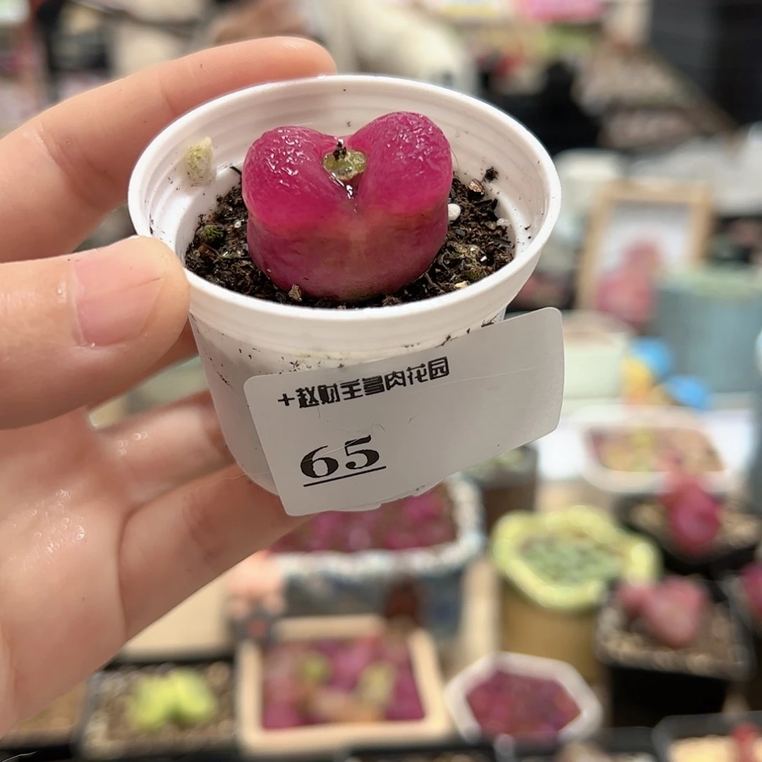 【闪购商品】66 带盆