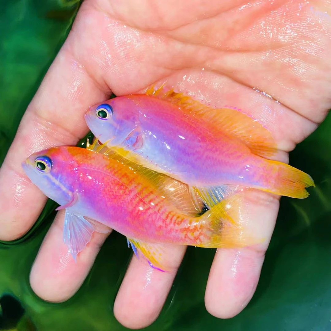 马代双斑宝石 海金鱼海水鱼【运费顺丰到付】