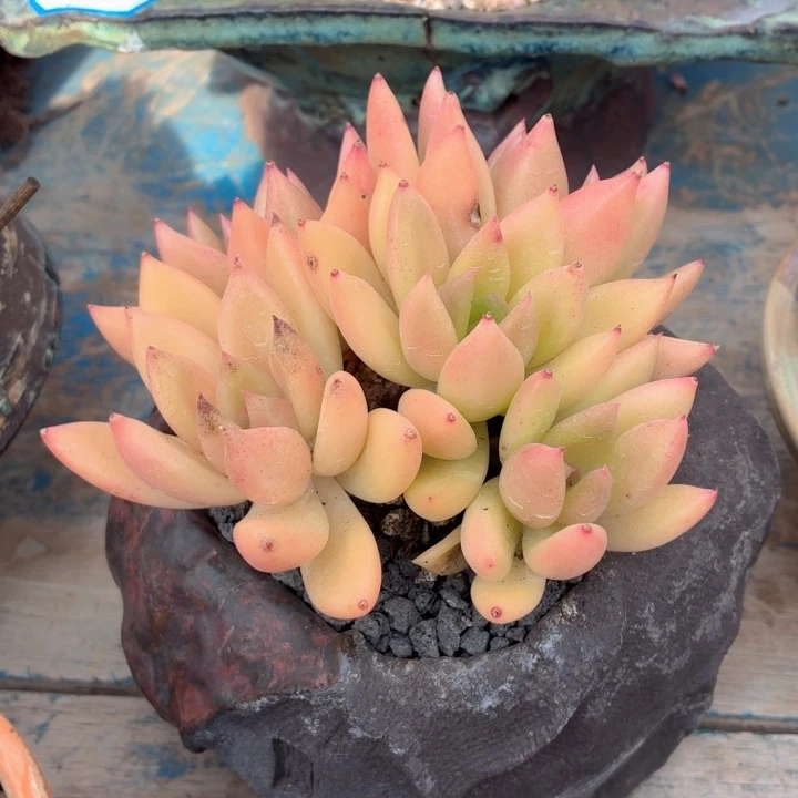 多肉植物 林肯一物一拍-4