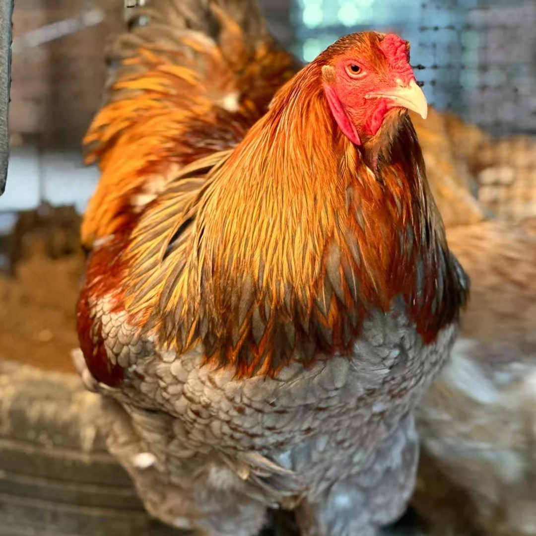 婆罗门宠物观赏鸡两只