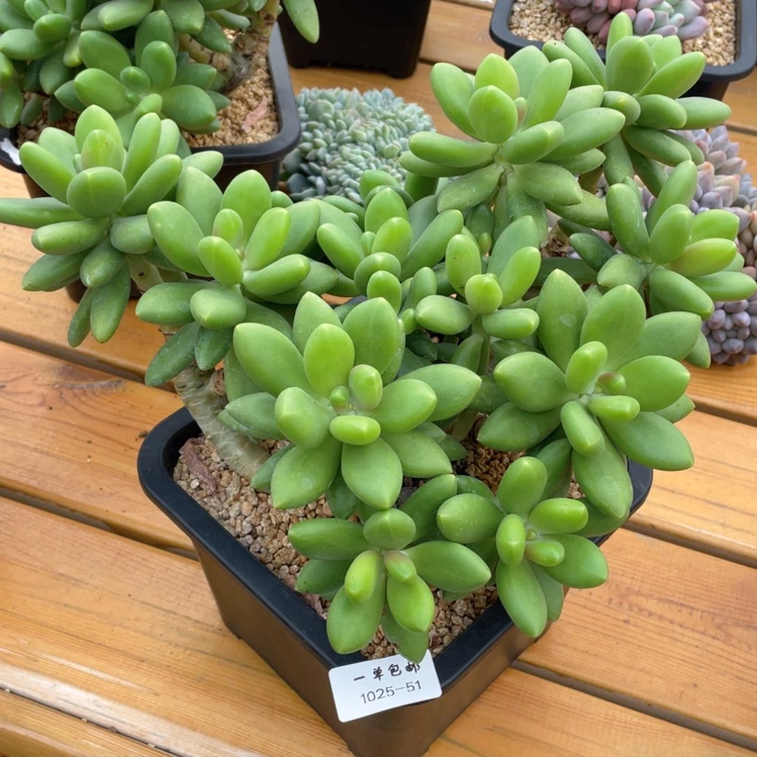 ?***?1025-51-芒果奶，。。。。