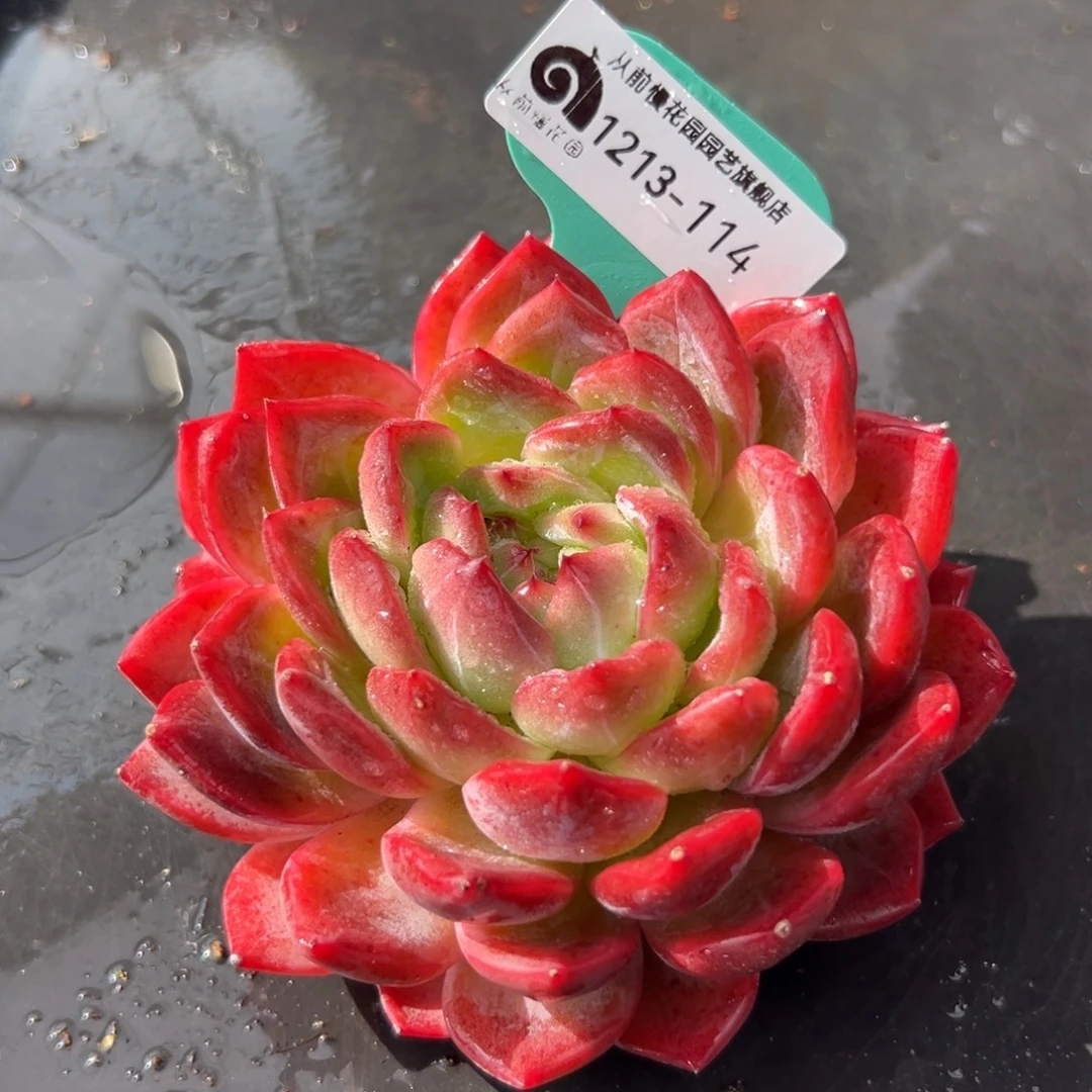 从前慢花园多肉编号1213-114