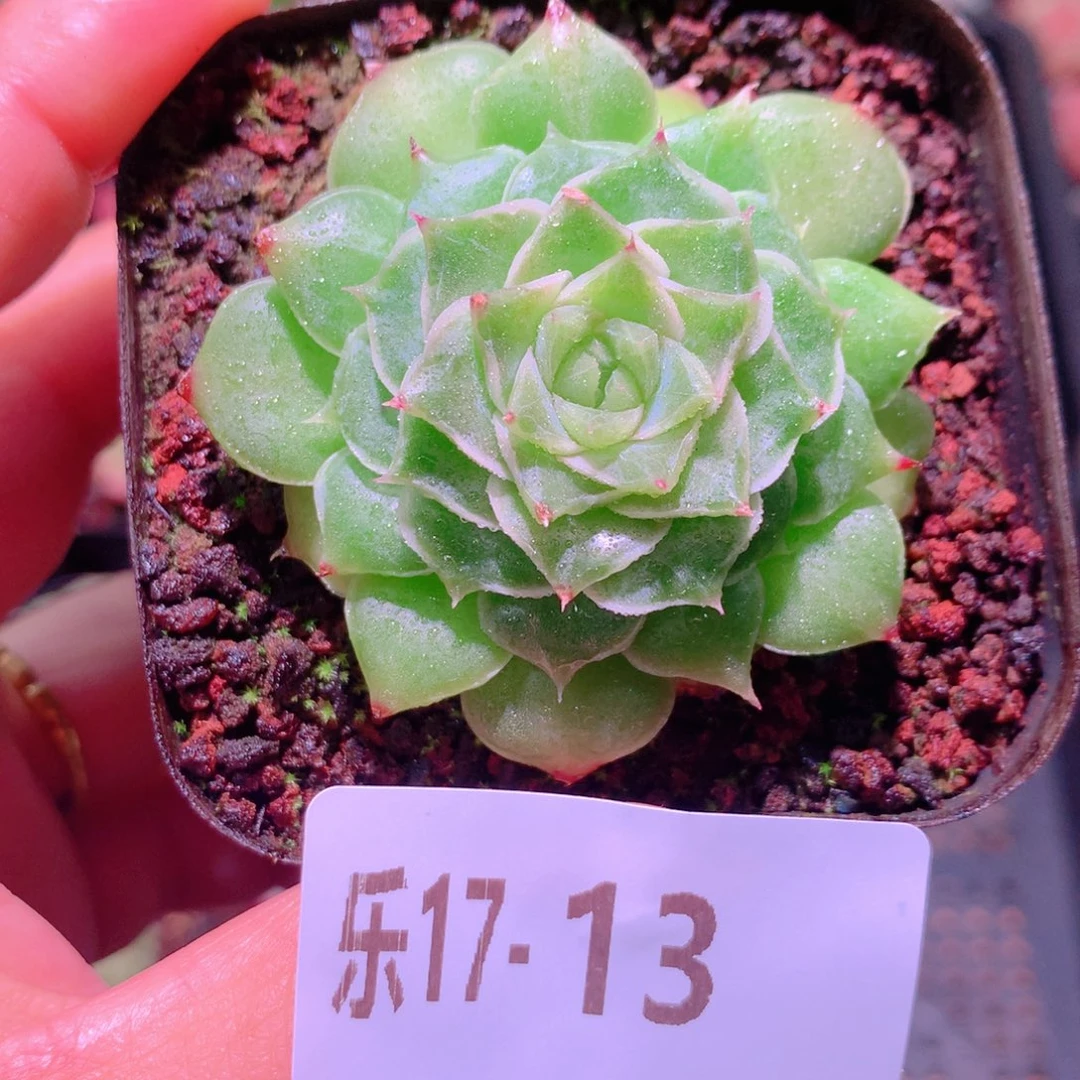 乐然17-13 新品单头