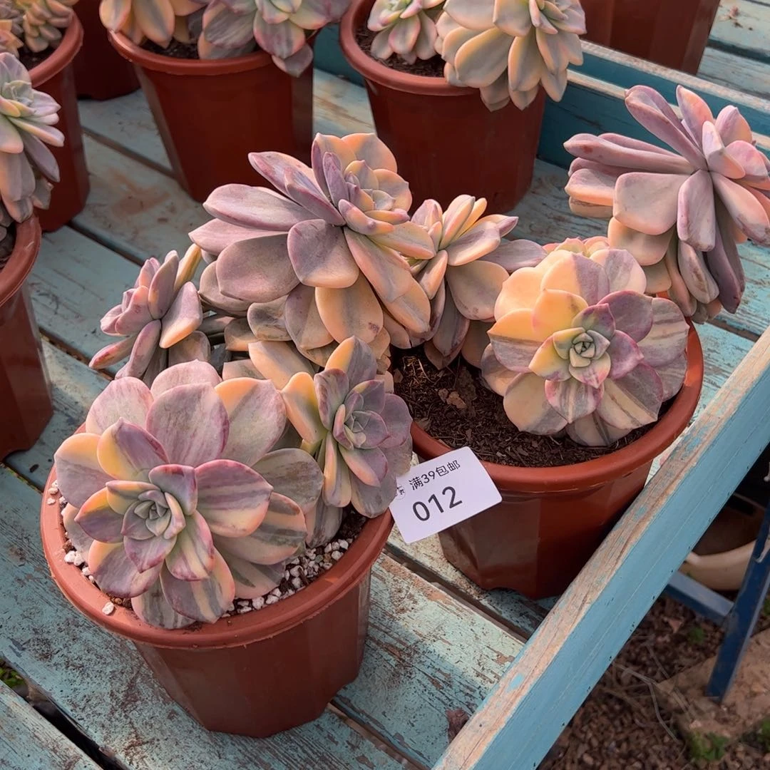 012多肉植物组合盆栽