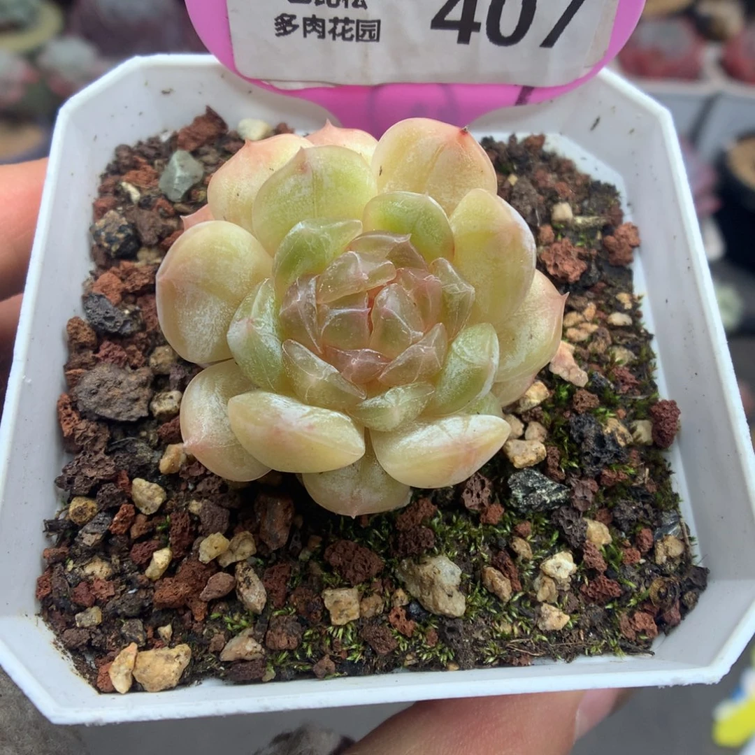 407白色恋人多肉植物