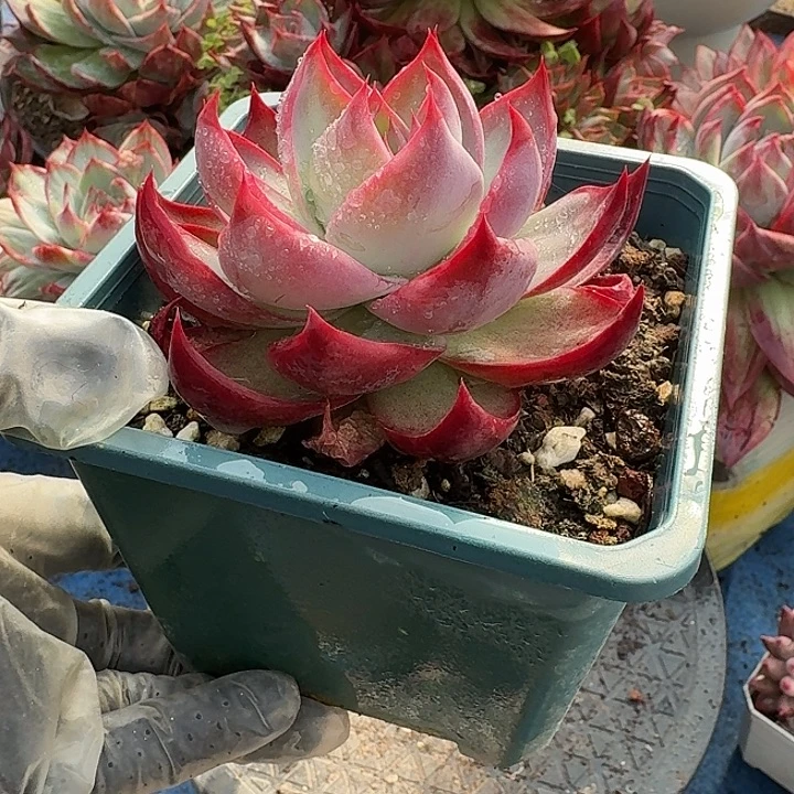 惊鸿惊鸿惊鸿 7 公分内勾