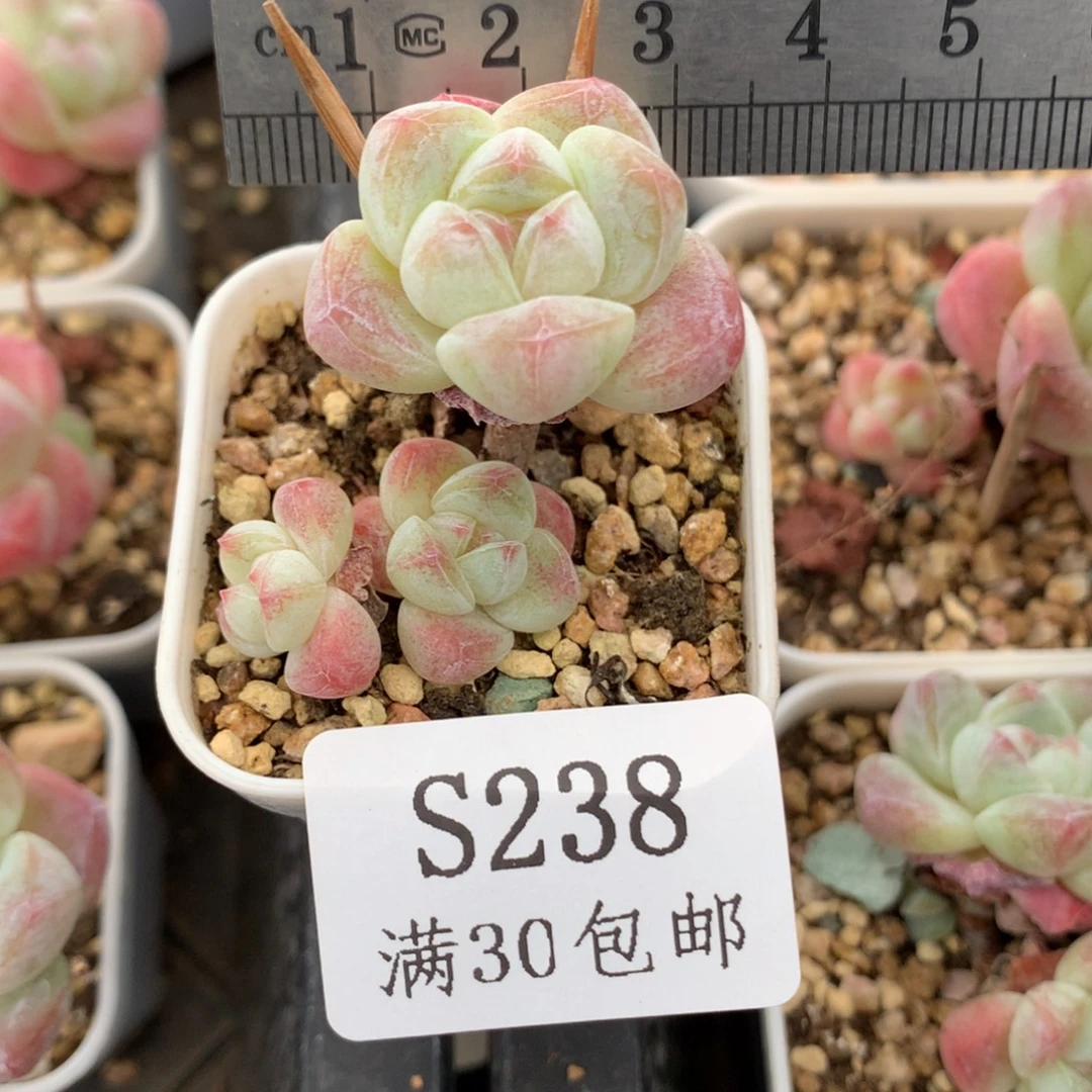 238。小脸长腿白底冰玉。