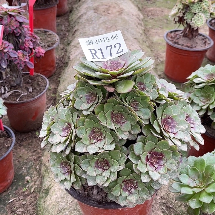 172桃花石多肉植物