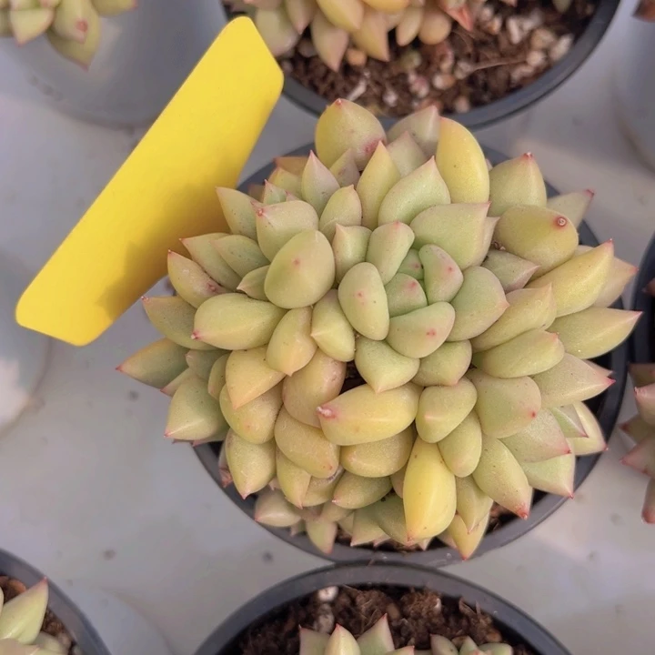 健健康康平平安安