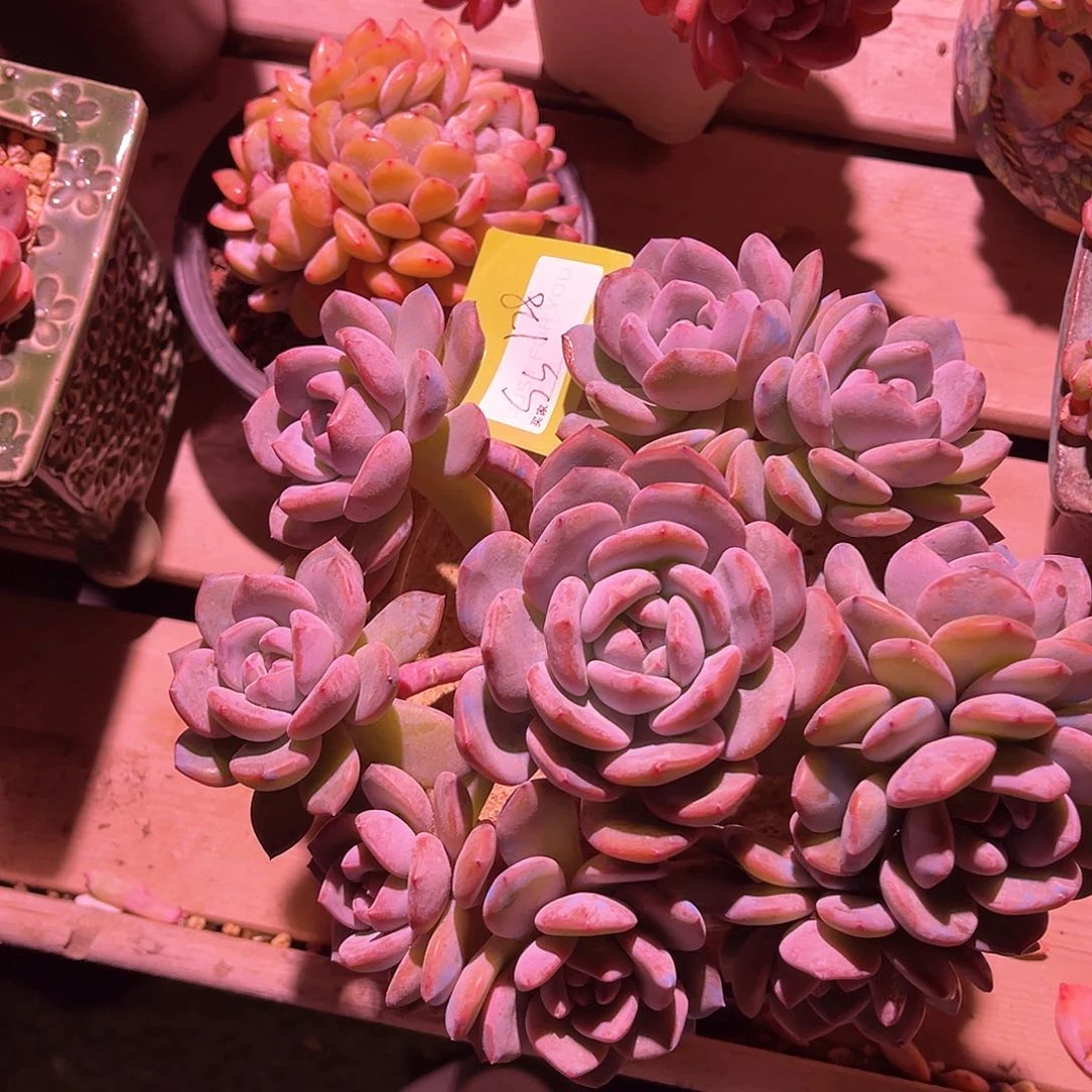 S*s星影群生捧花一颗
