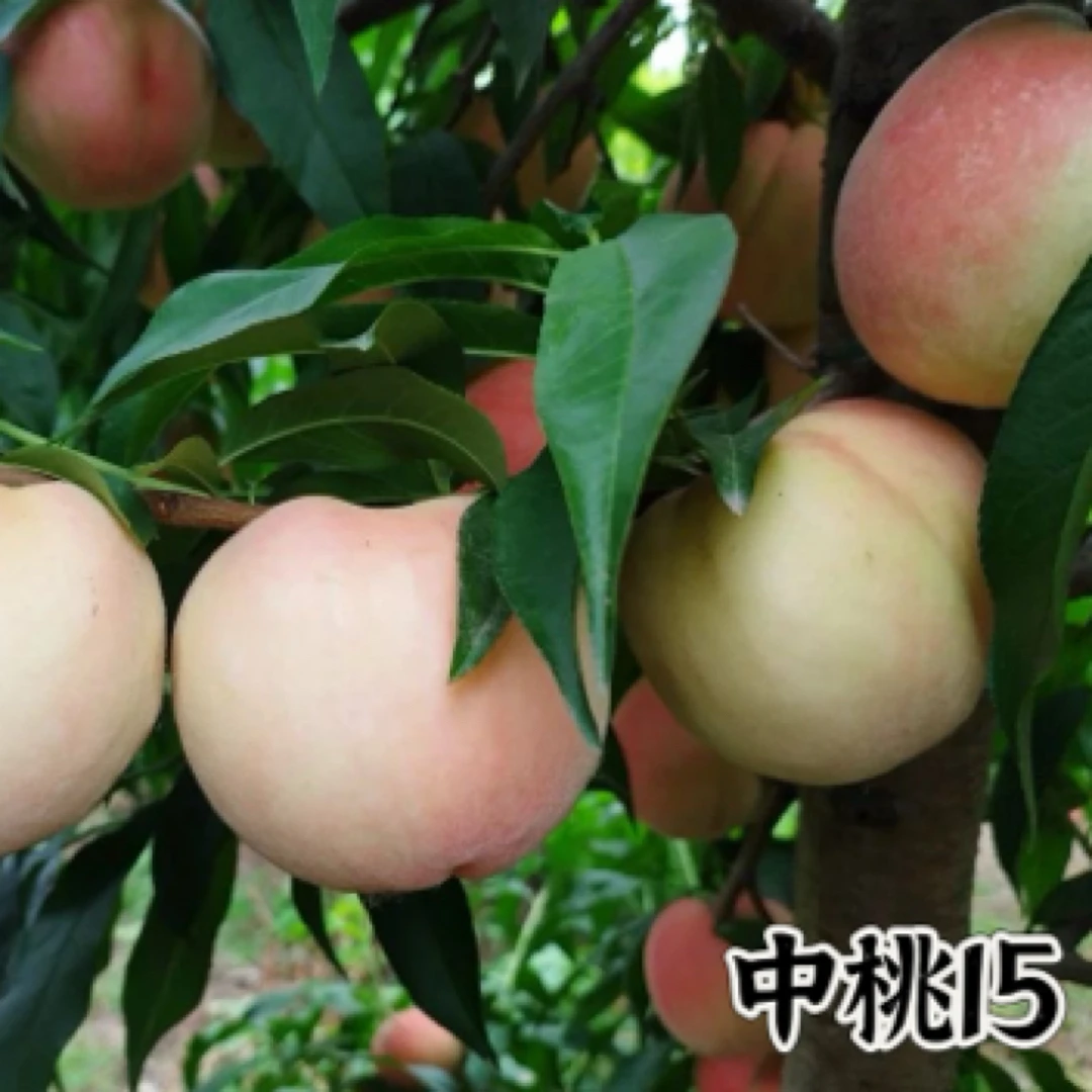 中桃15营养钵苗（清明之后发货）