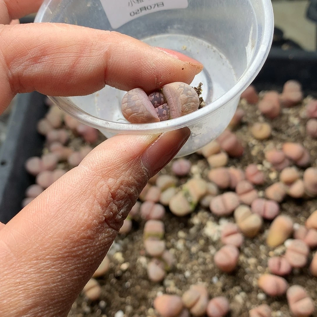 J**.B327多肉植物保护研究所