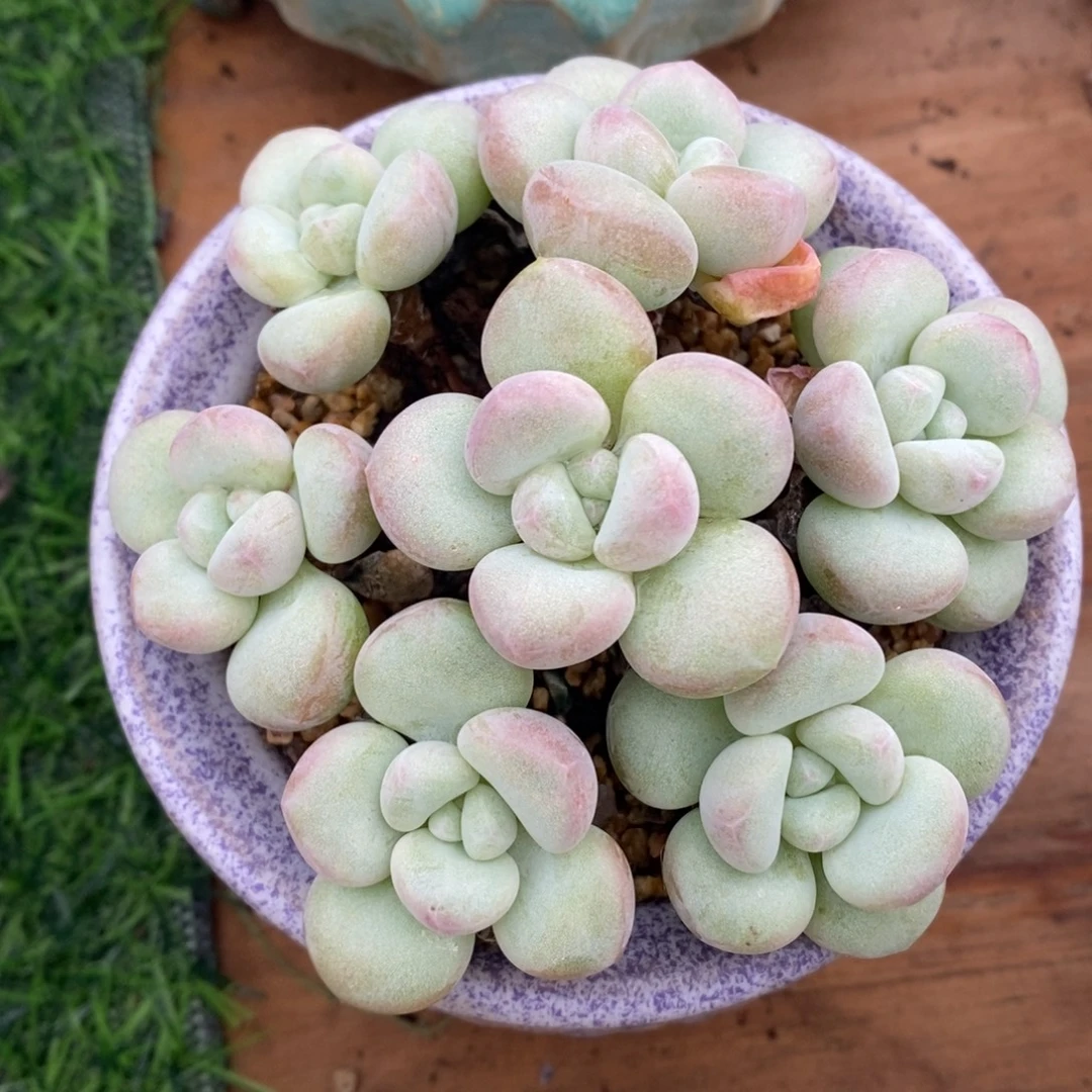 泡泡糖手捧一物一拍