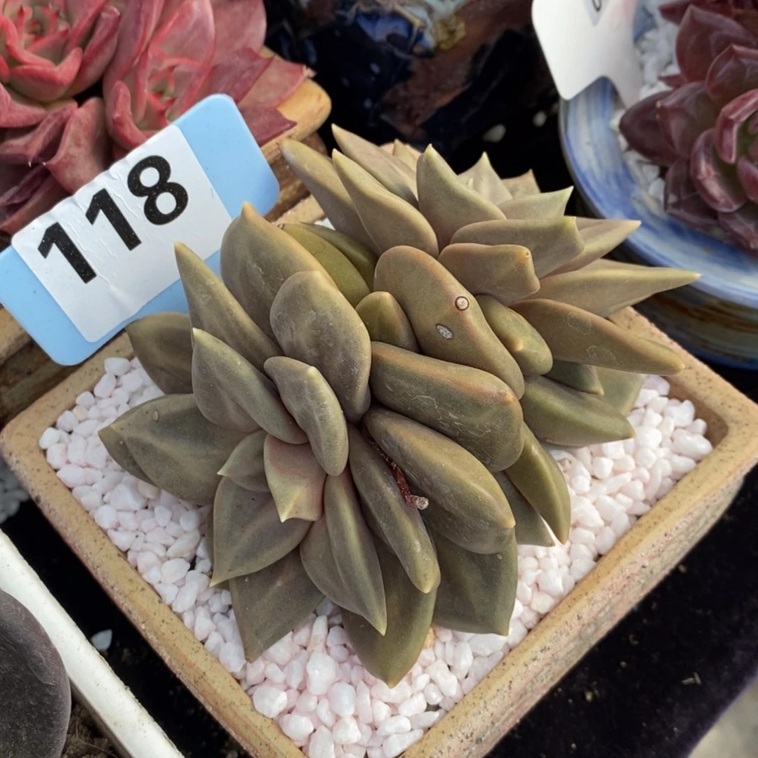 惜春多肉植物盆栽