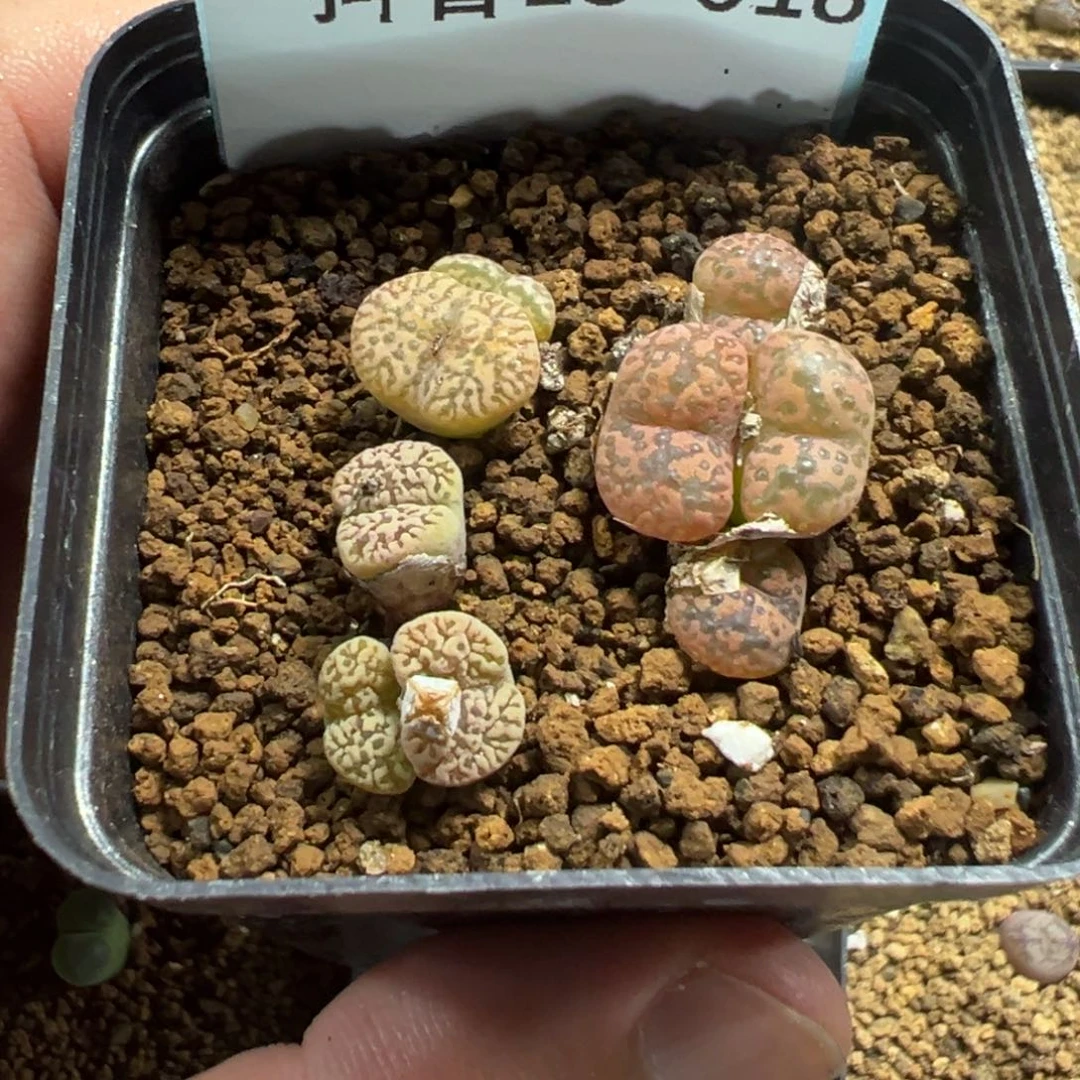 18-18肉锥多肉植物