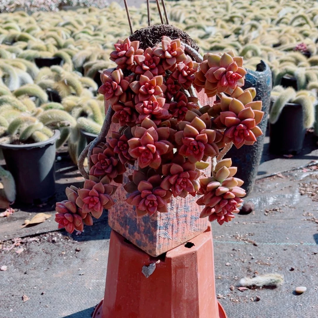 鸡笼月两颗发货带盆