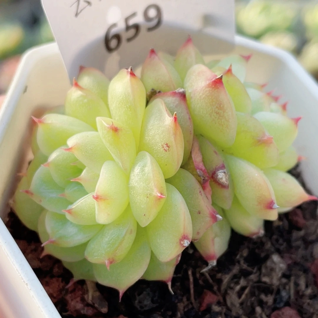 659号糖心冰心珍妮
