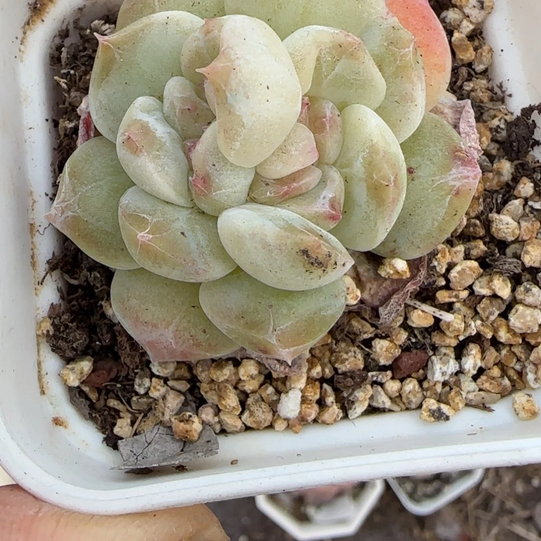 小卡拉米糖心一物一拍