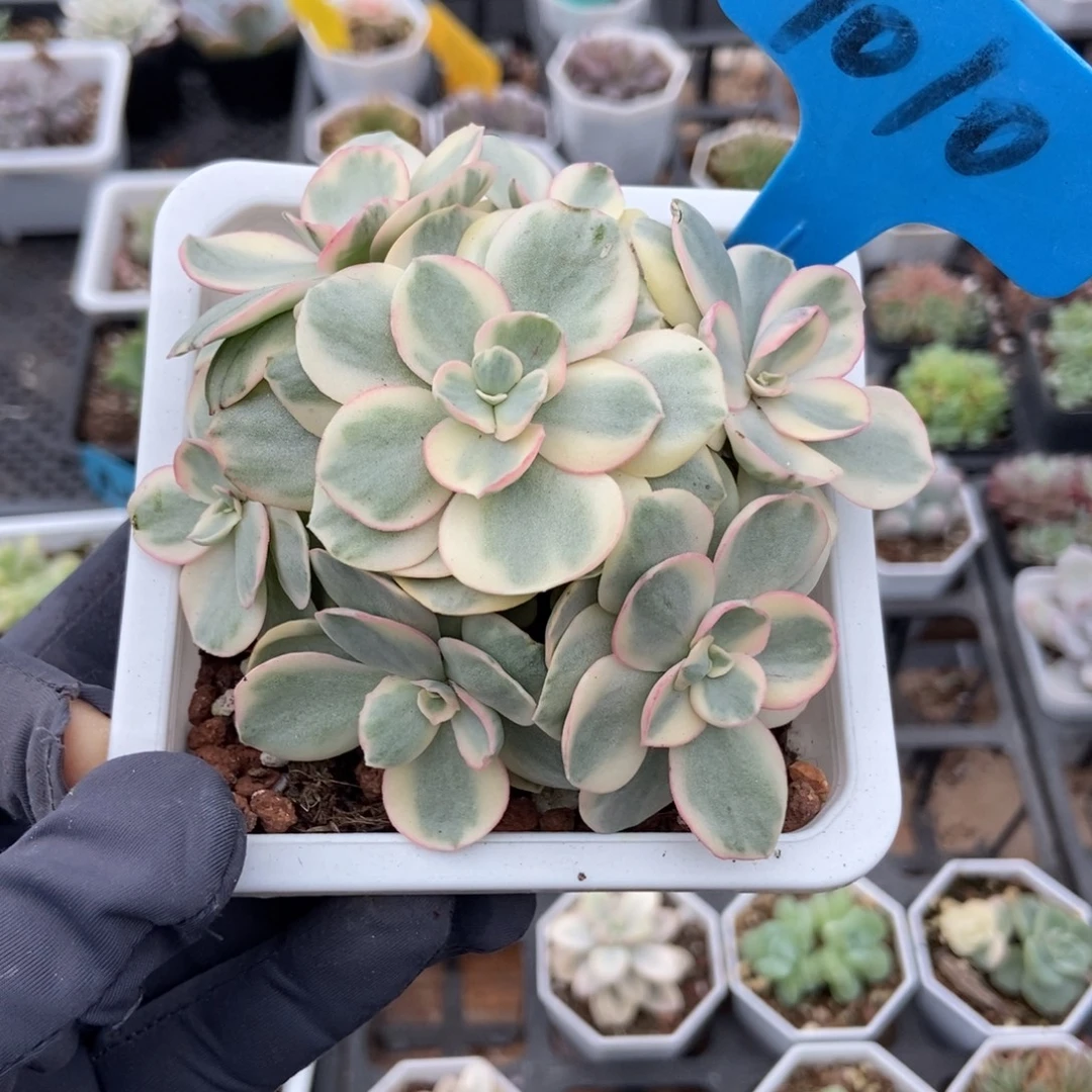1010秀妍锦多肉植物