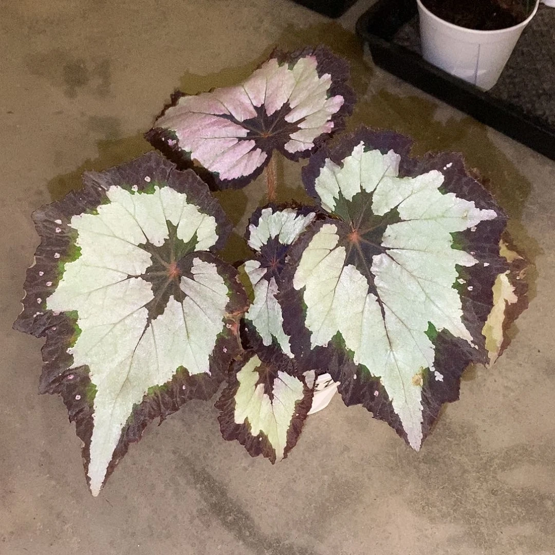 无花朵碧玺芒秋海棠