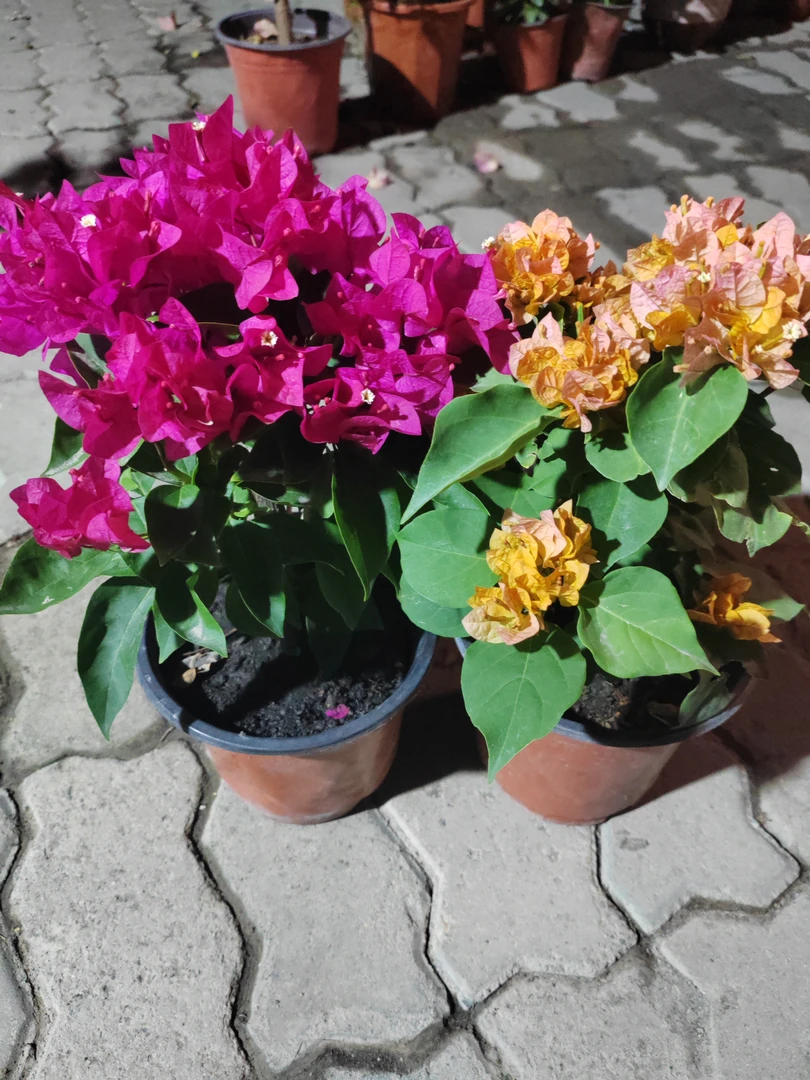 三角梅两盆包邮到家