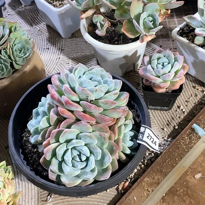 【闪购商品】冰玉2724