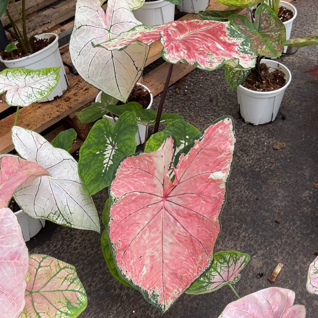 大部分开放少量花苞莫尼卡