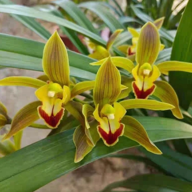 新品虎头兰浓香型阳台正品红嘴鸥室内盆栽花卉四季客厅兰花无机