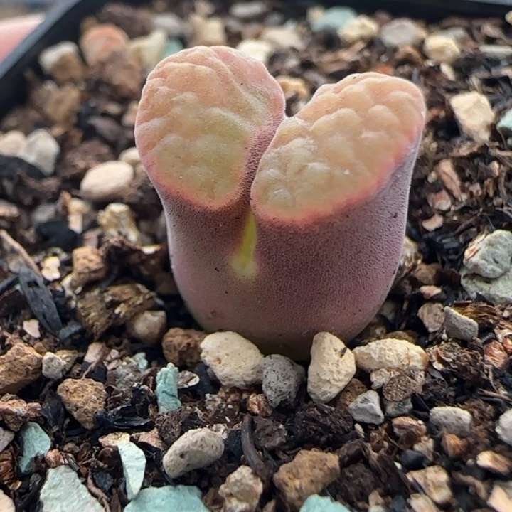 多肉植物磁铁一颗3号