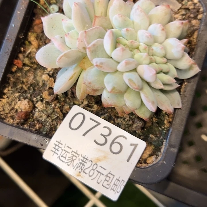 幸运的是我还没遇到过