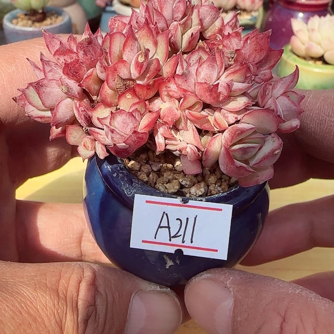 小暖萌友会福利A211