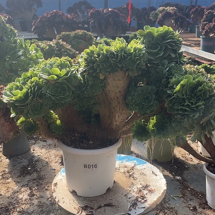 B016绿羊绒缀化118-1脱土包邮