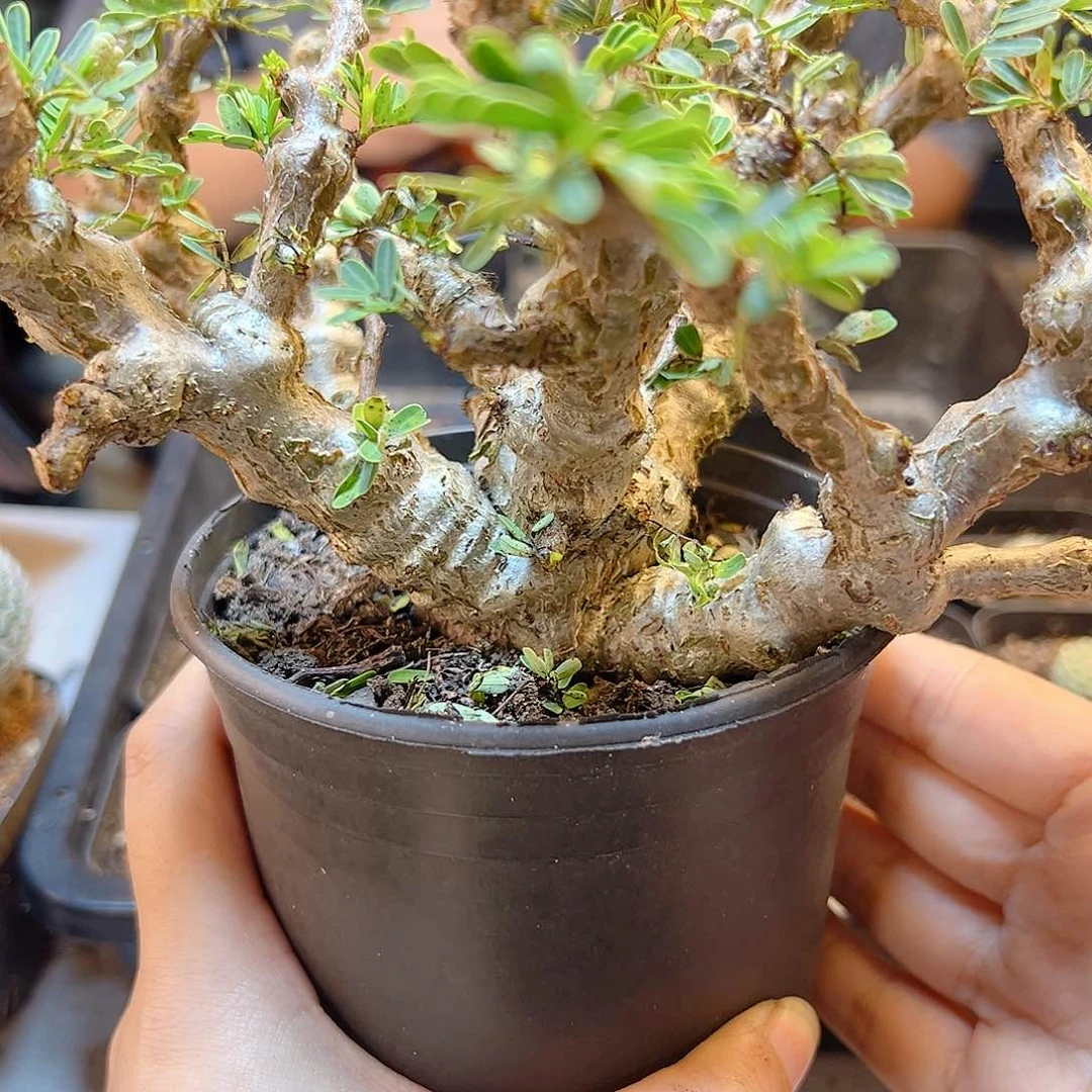 实生爆瘤念珠沙漠苏木叶展18公分带盆