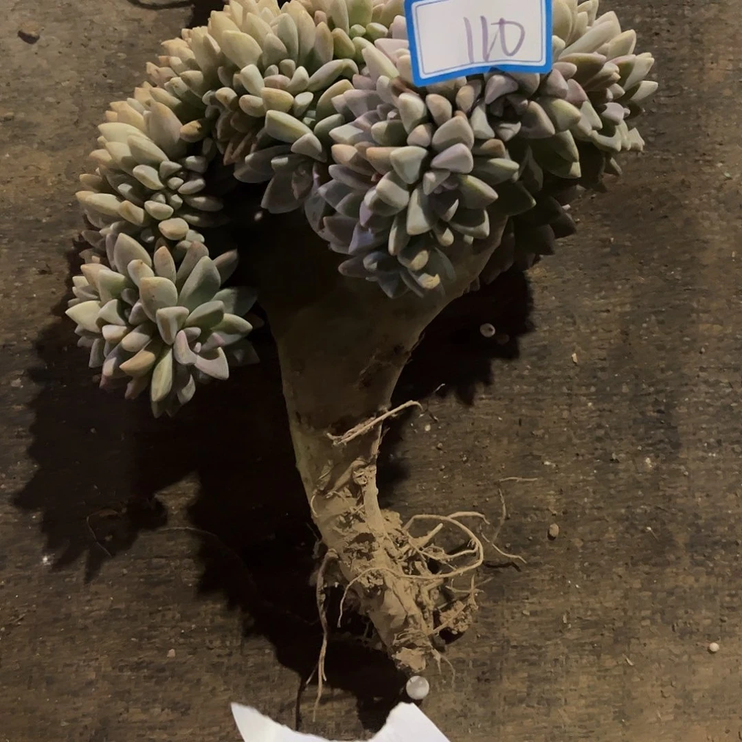 玛***丽110号淡雪缀化一物拍