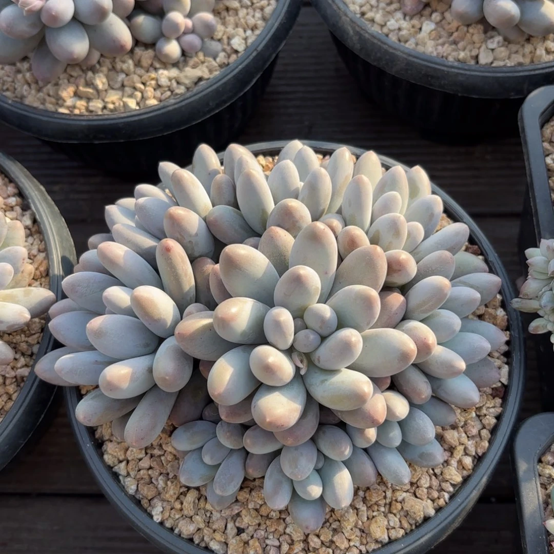 无花朵汤圆无砍自然群6666666