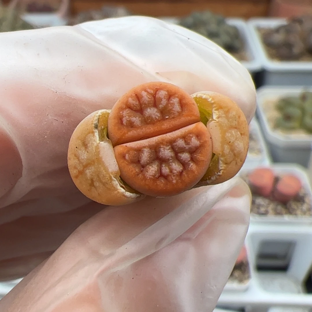 0582号243A多肉植物