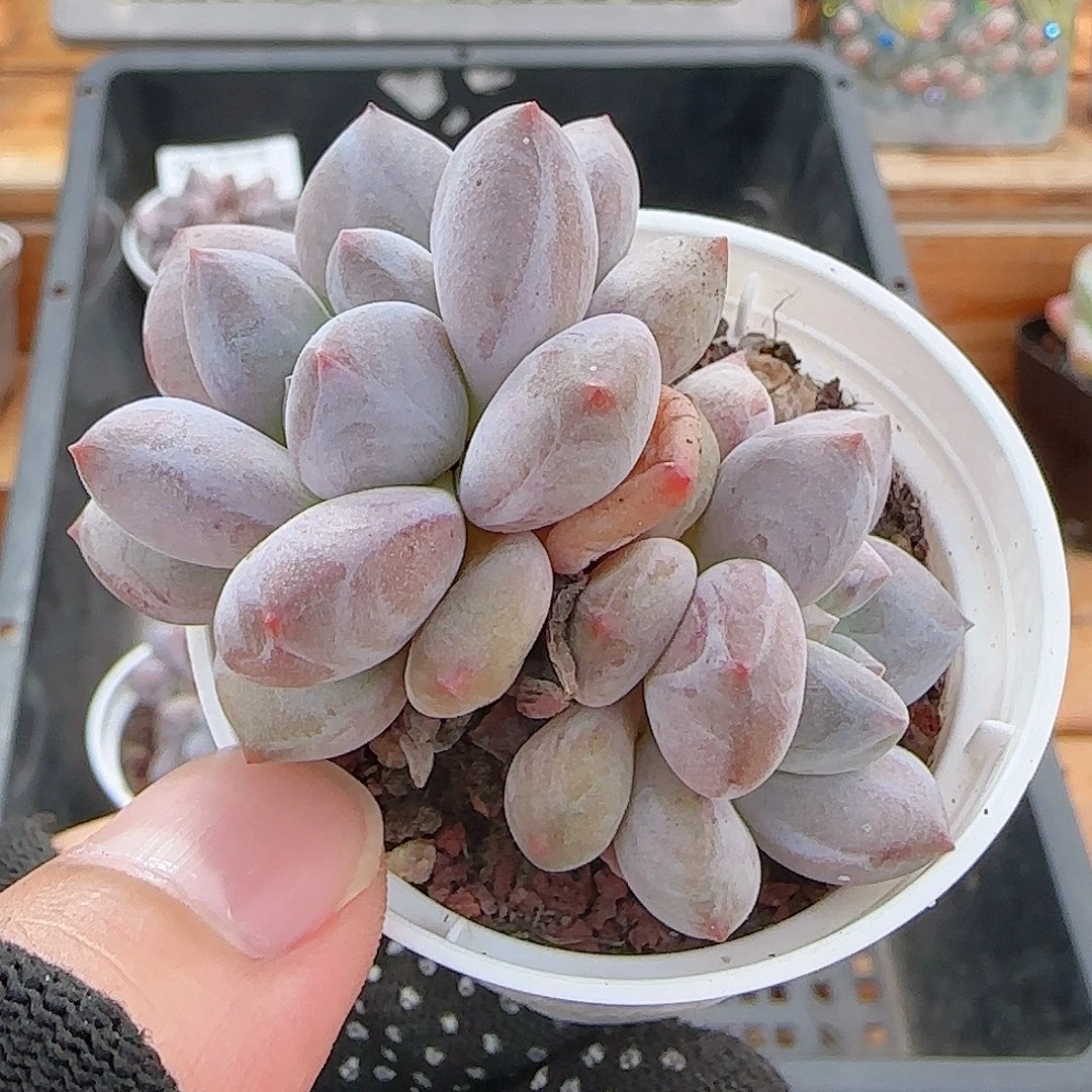 ****姐多肉0805-298龙纹麟