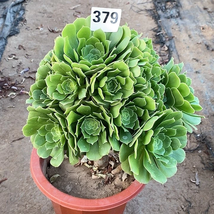 法师植物一物一拍，